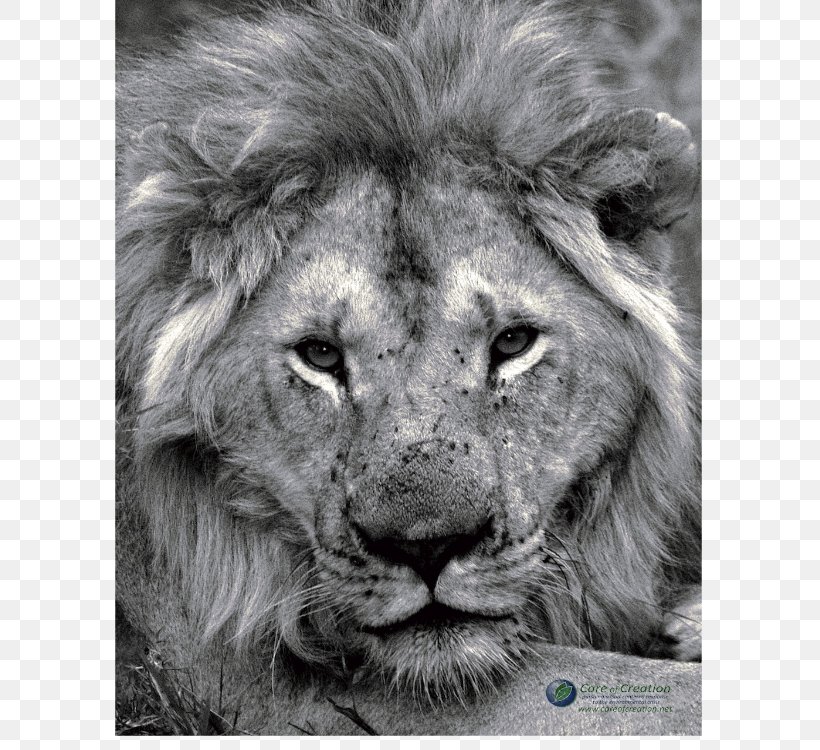 East African Lion Film Poster Lion's Roar, PNG, 750x750px, East African Lion, Big Cats, Black And White, Canvas Print, Carnivoran Download Free