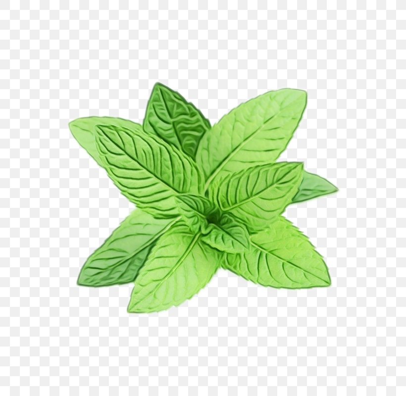 Peppermint Tea Spearmint, PNG, 800x800px, Peppermint, Apple Mint, Flower, Flowering Plant, Green Download Free