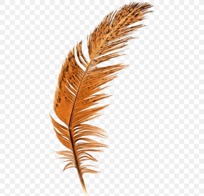 Feather Brown Quill, PNG, 436x790px, Feather, Brown, Commodity, Google Images, Grass Family Download Free