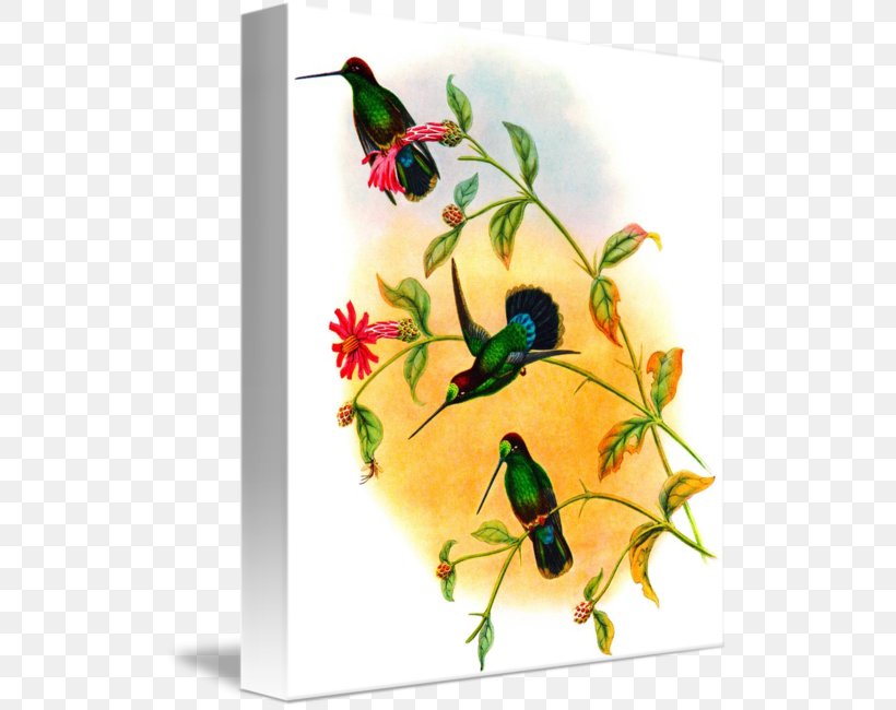 Hummingbird M Giclée Painting Veraguan Mango, PNG, 516x650px, Hummingbird, Beak, Bird, Branching, Canvas Download Free