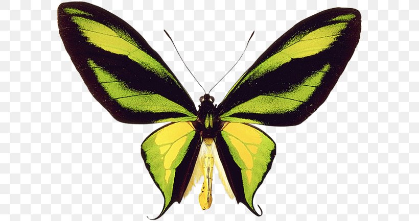 Monarch Butterfly Pieridae Silkworm Paradise Birdwing, PNG, 600x433px, Monarch Butterfly, Arthropod, Birdwing, Bombycidae, Brush Footed Butterfly Download Free