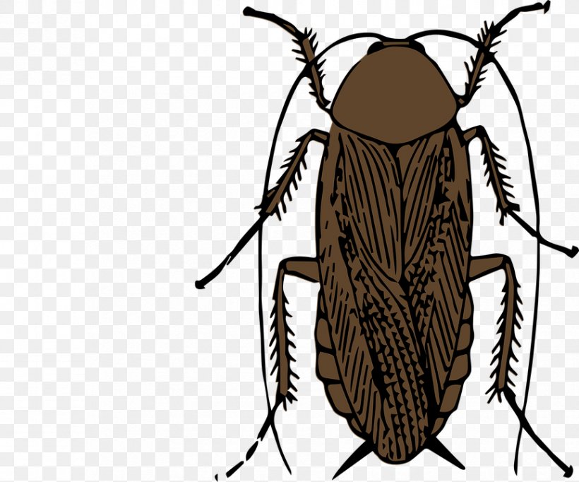 American Cockroach Blattodea Turkestan Cockroach, PNG, 865x720px, Cockroach, American Cockroach, Arthropod, Blattodea, Fly Download Free