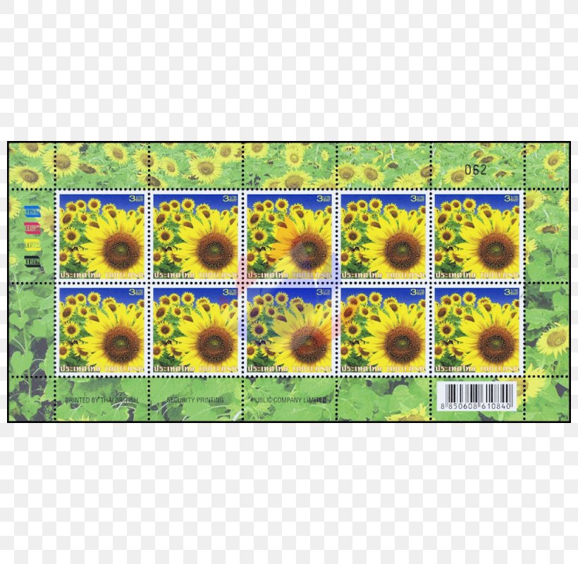 Common Sunflower Postage Stamps Definitive Stamp Sunflower Seed Daisy Family, PNG, 800x800px, Common Sunflower, Bhumibol Adulyadej, Daisy Family, Definitive Stamp, Flower Download Free