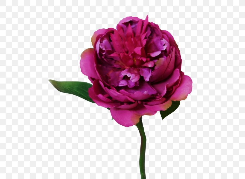 Garden Roses Peony Cut Flowers Cabbage Rose Flower Bouquet, PNG, 800x600px, Garden Roses, Artificial Flower, Cabbage Rose, Cut Flowers, Floribunda Download Free