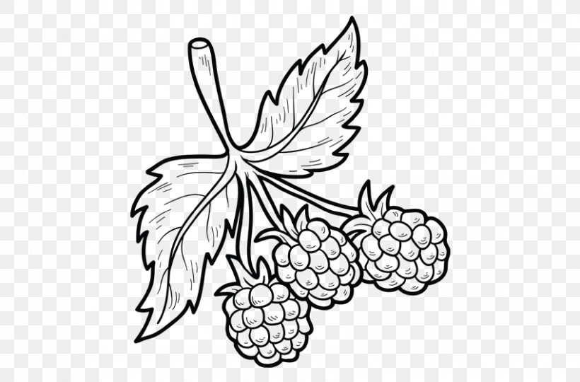 Leaf Grape Line Art Plant Grapevine Family, PNG, 850x560px, Leaf, Blackandwhite, Coloring Book, Drawing, Flower Download Free