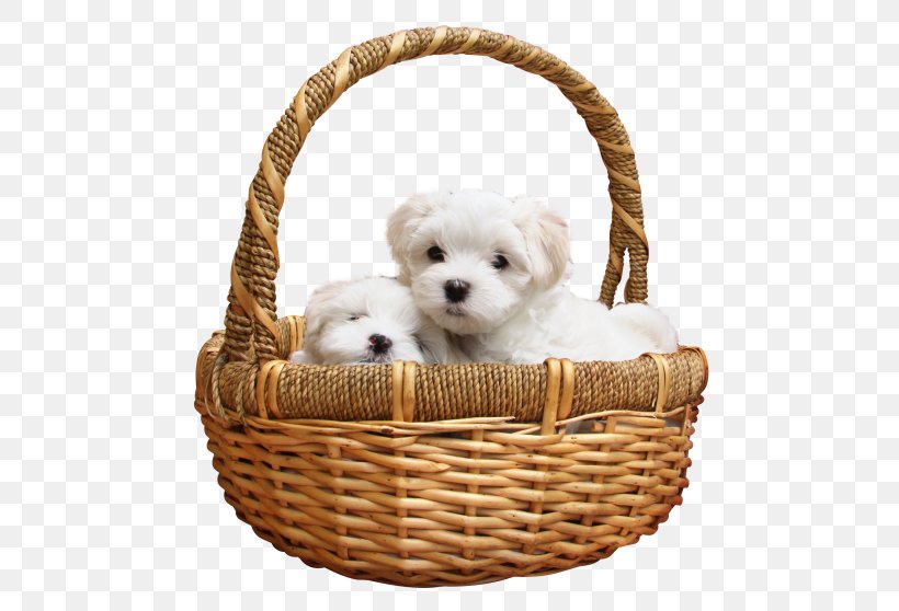 Maltese Dog Puppy Labrador Retriever Siberian Husky Bichon Frise, PNG, 500x558px, Maltese Dog, Basket, Bichon Frise, Breed, Carnivoran Download Free