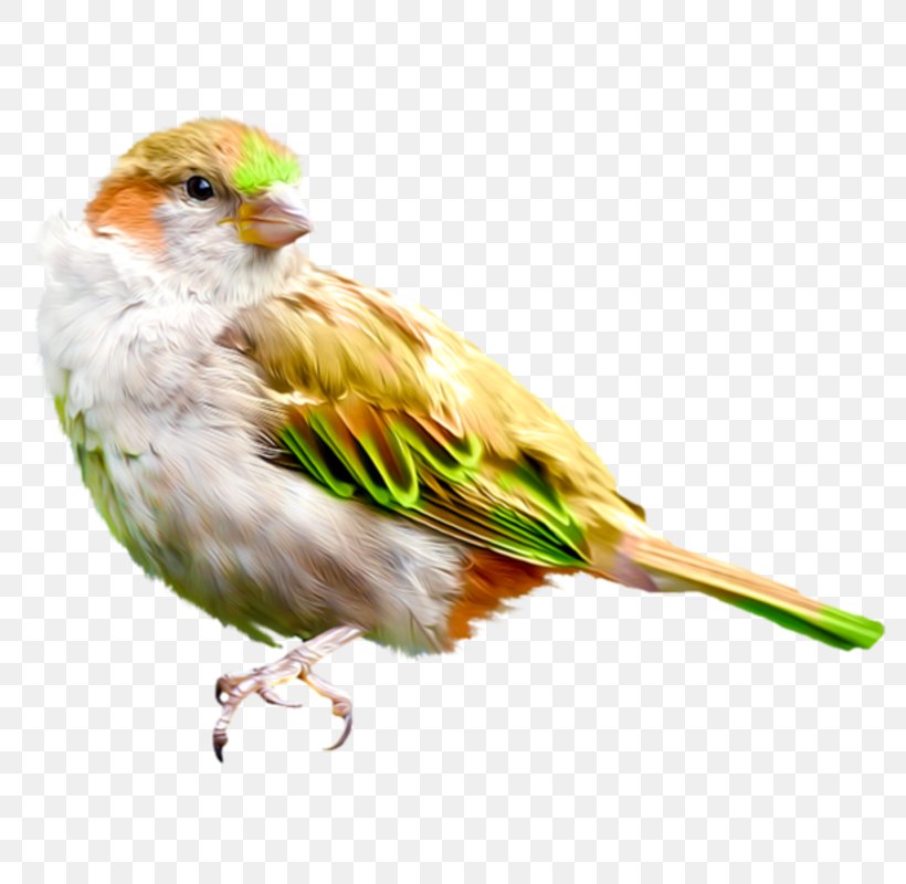 House Sparrow Bird Clip Art, PNG, 800x800px, House Sparrow, American Sparrows, Art, Beak, Bird Download Free