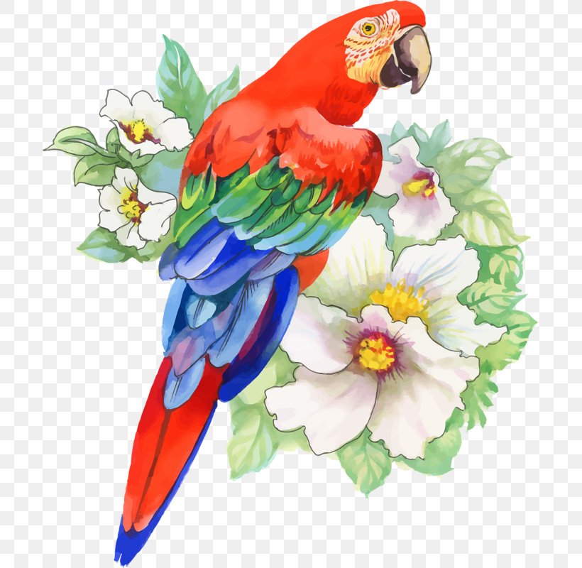 Bird Parrot Drawing Watercolor Painting, PNG, 700x800px, Bird, Art, Beak, Common Pet Parakeet, Drawing Download Free