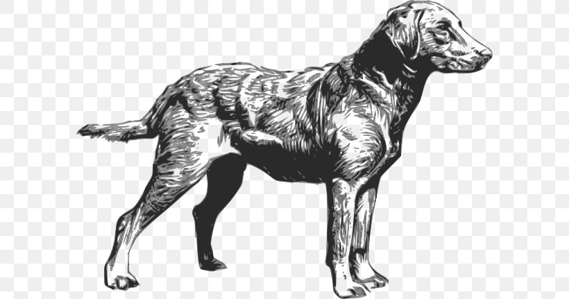 Chesapeake Bay Retriever Labrador Retriever Golden Retriever Scottish Deerhound, PNG, 600x431px, Chesapeake Bay Retriever, Art, Black And White, Carnivoran, Chesapeake Bay Download Free