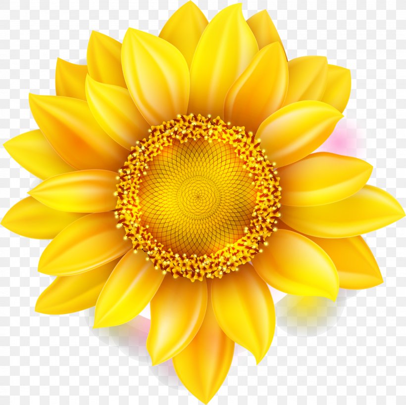 Flower Shutterstock Chrysanthemum, PNG, 2000x1999px, Flower, Chrysanthemum, Chrysanths, Close Up, Common Sunflower Download Free