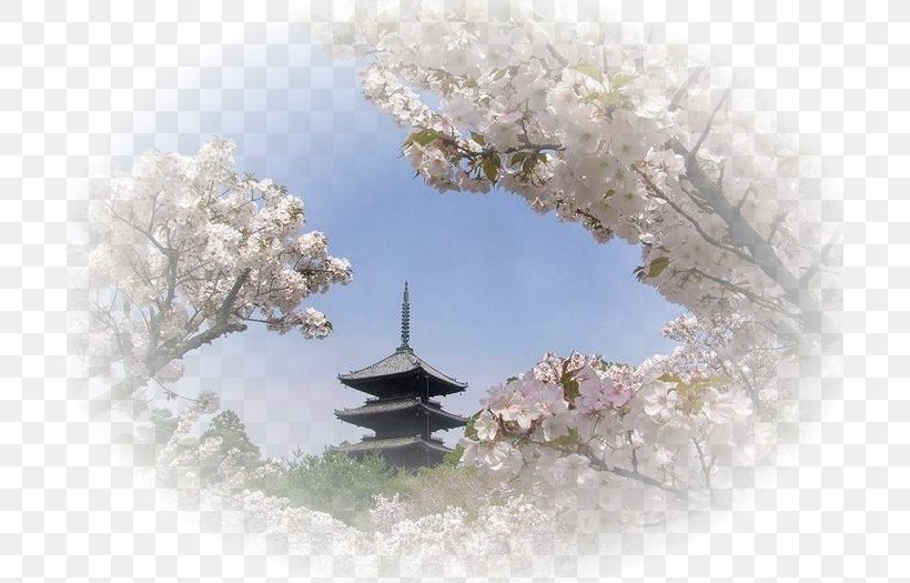 Japan Landscape Cherry Blossom Lecture Economique De L'Histoire Du Japon Equinox, PNG, 700x525px, Japan, Blossom, Branch, Cherry Blossom, Equinox Download Free