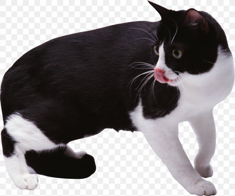 Manx Cat European Shorthair American Wirehair Japanese Bobtail Black Cat, PNG, 1200x1000px, Manx Cat, American Wirehair, Animal, Black Cat, Carnivoran Download Free