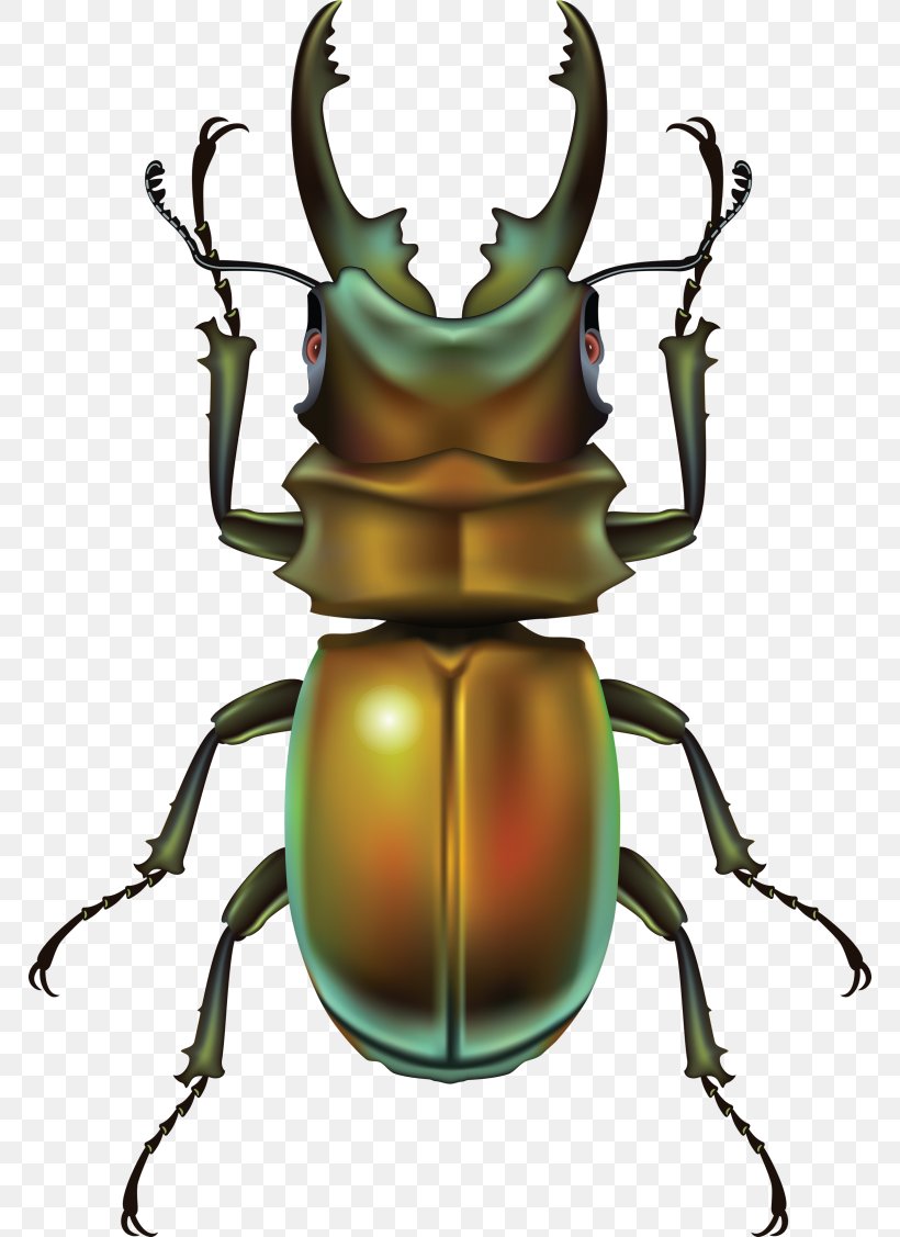 Beetle Clip Art, PNG, 768x1127px, Beetle, Arthropod, Digital Image, Document, Insect Download Free