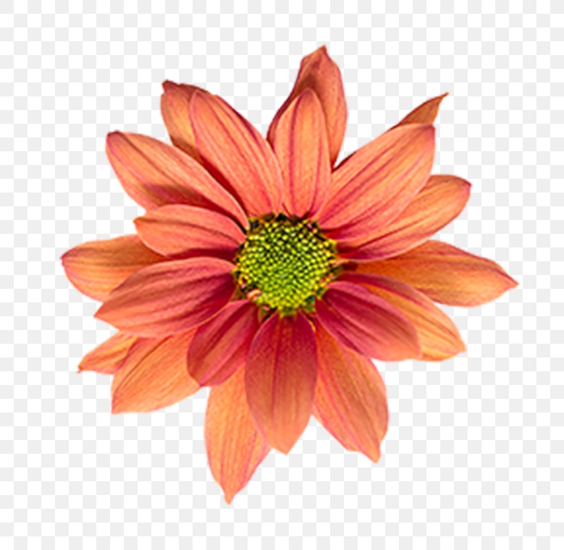 Flower Nelumbo Nucifera Lotus Cars Dahlia, PNG, 800x800px, Flower, Annual Plant, Chrysanths, Colourbox, Coneflower Download Free
