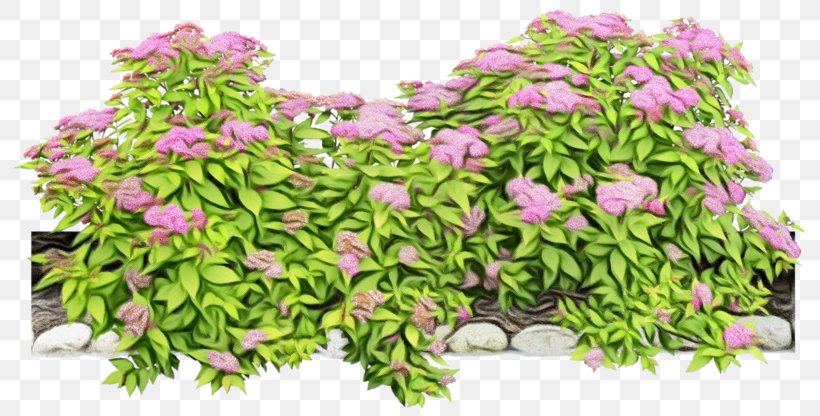 Flower Plant Pink Flowering Plant Leaf, PNG, 800x416px, Watercolor, Flower, Flowering Plant, Grass, Groundcover Download Free
