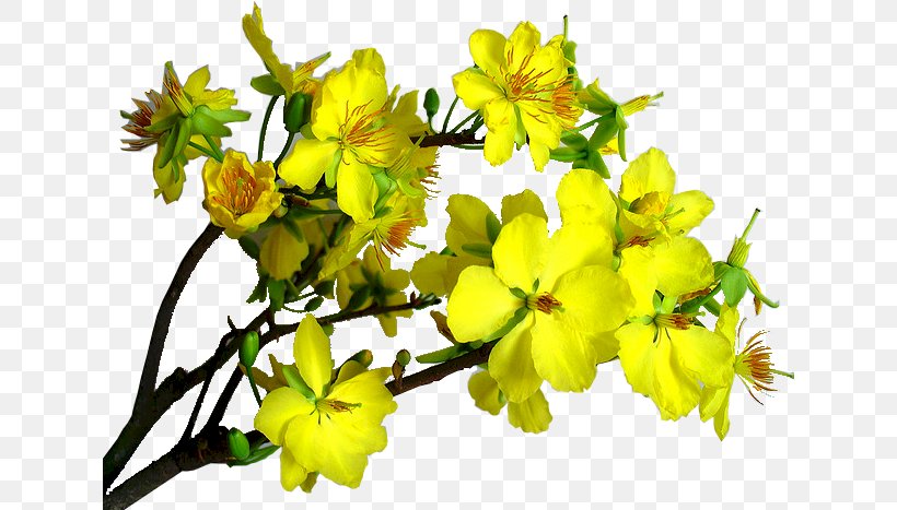 Hypericum Mustard Subshrub Petal, PNG, 632x467px, Hypericum, Branch, Flower, Flowering Plant, Mustard Download Free