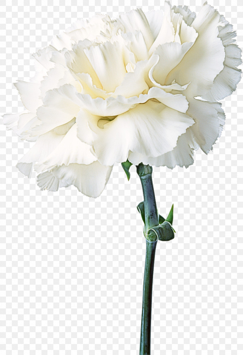 Artificial Flower, PNG, 822x1200px, White, Artificial Flower, Carnation, Common Peony, Cut Flowers Download Free