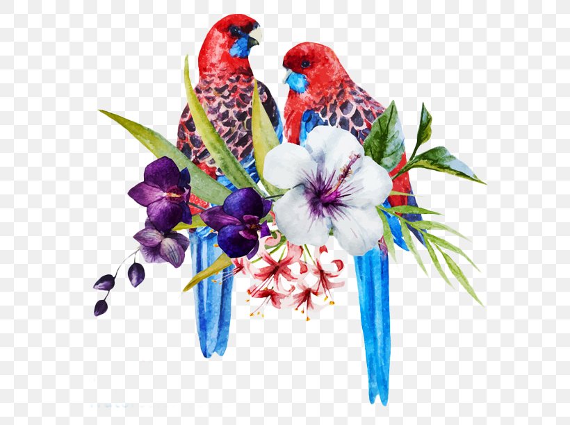 Bird Parrot Eastern Rosella Illustration, PNG, 658x612px, Bird, Beak, Common Pet Parakeet, Cut Flowers, Drawing Download Free