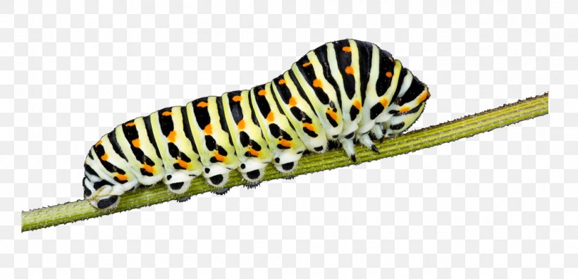 Butterfly Insect Caterpillar Larva Old World Swallowtail, PNG, 1053x509px, Butterfly, Animal, Butterflies And Moths, Caterpillar, Elephant Hawkmoth Download Free