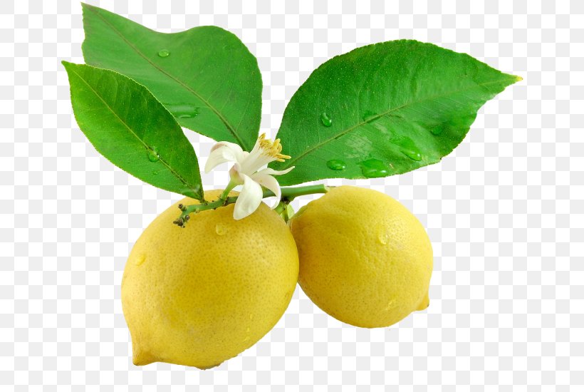Lemon Juice Leaf Flower Tangerine, PNG, 650x550px, Lemon, Aloysia Citrodora, Bitter Orange, Blossom, Calamondin Download Free