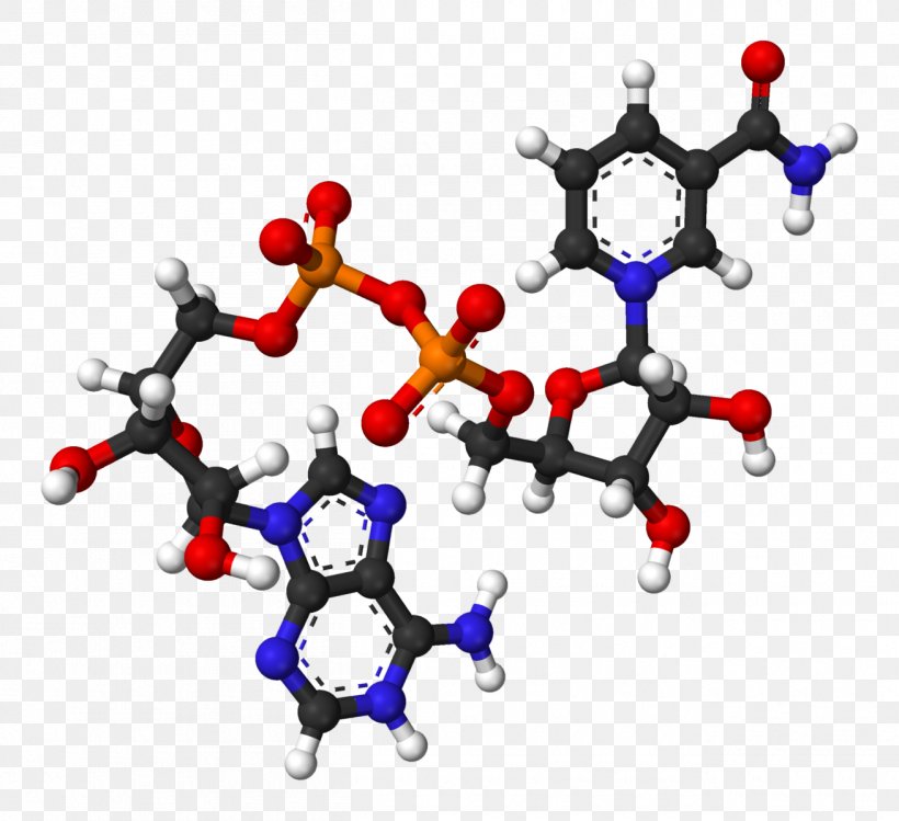 Nicotinamide Adenine Dinucleotide Molecule Oxidative Phosphorylation Redox, PNG, 1310x1198px, Nicotinamide Adenine Dinucleotide, Acetylcoa, Adenine, Body Jewelry, Cell Download Free