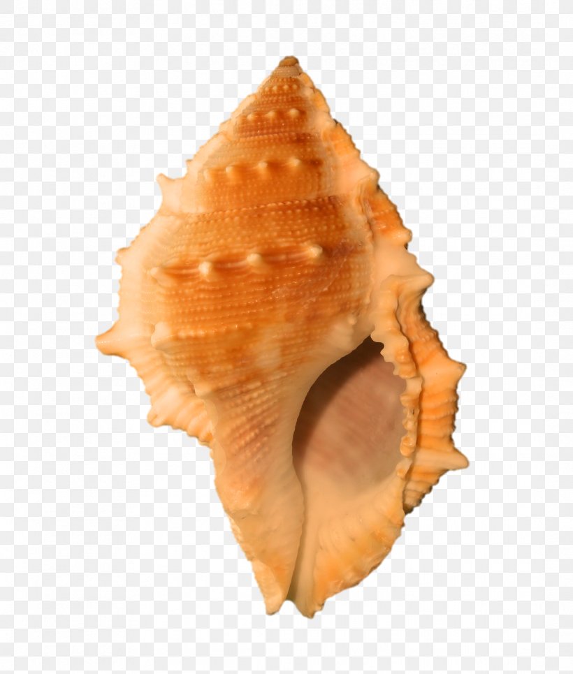 Seashell Molluscs Conch, PNG, 1087x1280px, Seashell, Clams Oysters Mussels And Scallops, Cockle, Conch, Conchology Download Free