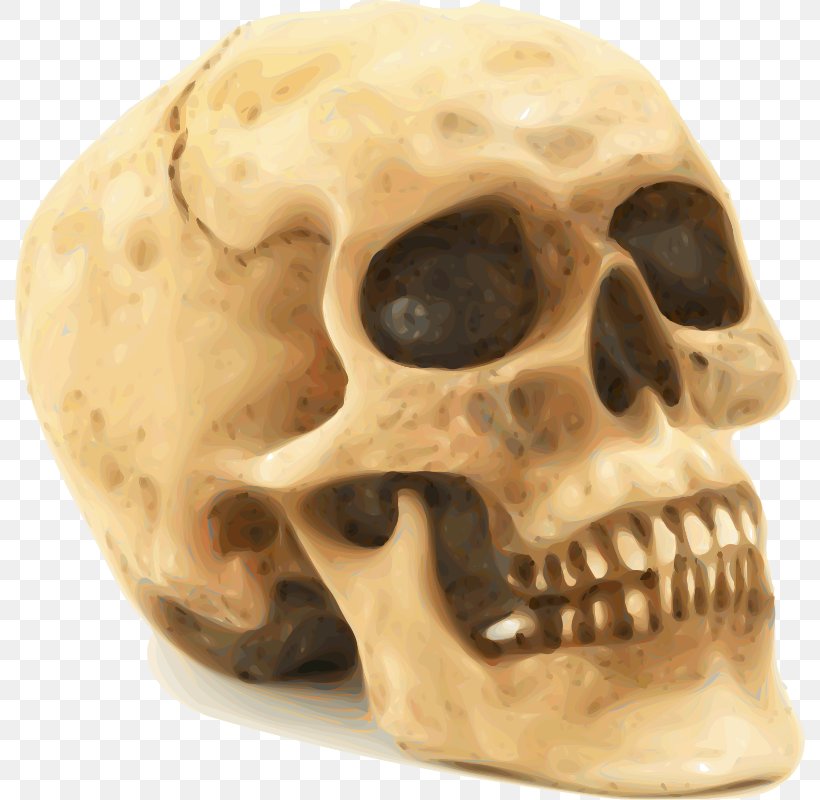 Skull Human Skeleton Clip Art, PNG, 790x800px, Skull, Blog, Bone, Free Content, Human Skeleton Download Free