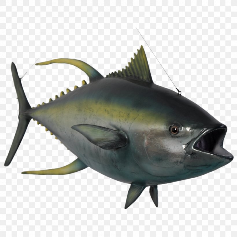 Thunnus Yellowfin Tuna Oily Fish Marine Biology Shark, PNG, 900x900px, Thunnus, Atlantic Bluefin Tuna, Biology, Bonito, Bony Fish Download Free