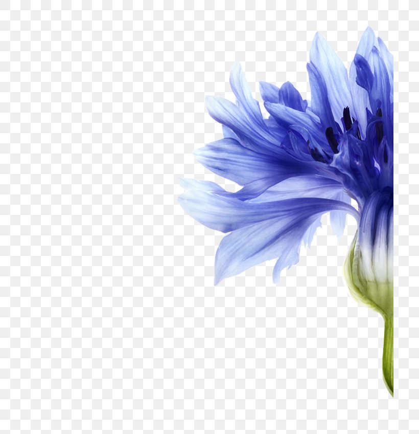 Cornflower Hair Care Skin Shampoo, PNG, 720x848px, Cornflower, Blue, Chicory, Chrysanths, Cleanser Download Free