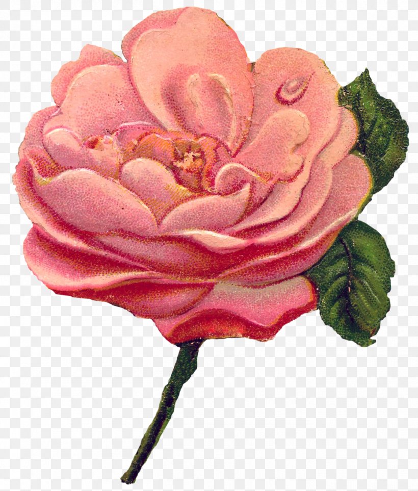 Garden Roses Clip Art Greeting & Note Cards Graphics, PNG, 1361x1600px, Garden Roses, Antique, Birthday, China Rose, Cut Flowers Download Free