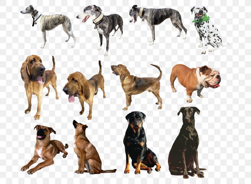 Dog Breed Labrador Retriever Crossbreed Word Family Grandchild, PNG, 723x600px, Dog Breed, Breed, Carnivoran, Crossbreed, Dog Download Free