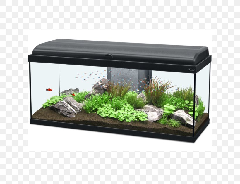 Goldfish Aquarium Fishkeeping Pet Shop, PNG, 630x630px, Goldfish, Aquarium, Aquatic Plants, Color, Filtration Download Free