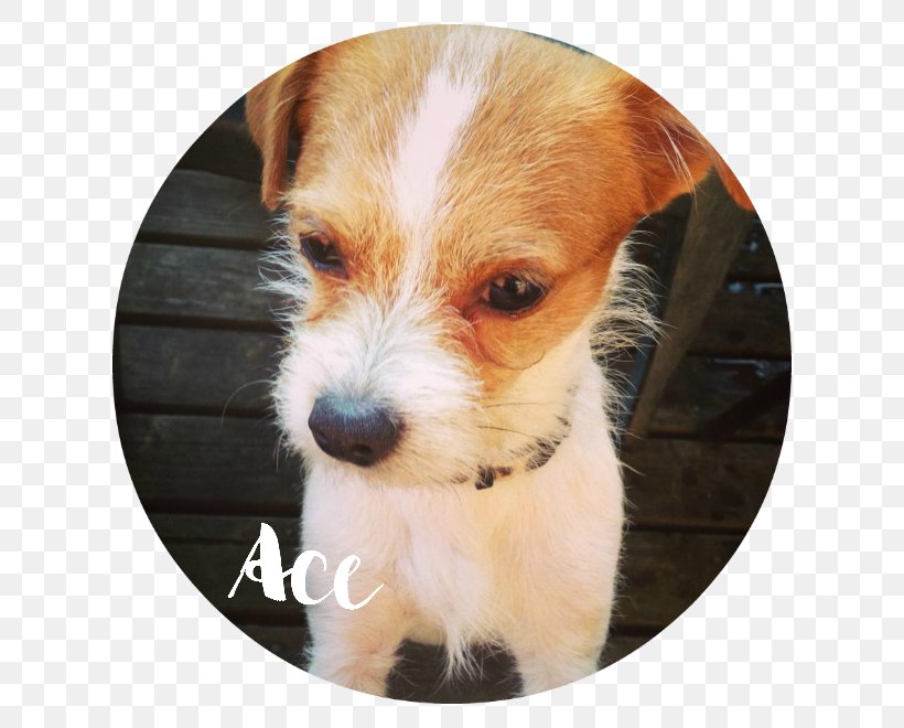 Jack Russell Terrier Norfolk Terrier Puppy Shih Tzu Dog Breed, PNG, 660x660px, Jack Russell Terrier, Bichon Frise, Breed, Carnivoran, Chihuahua Download Free