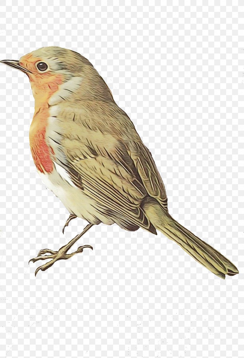 Robin Bird, PNG, 999x1469px, European Robin, American Robin, Animal, Beak, Bird Download Free