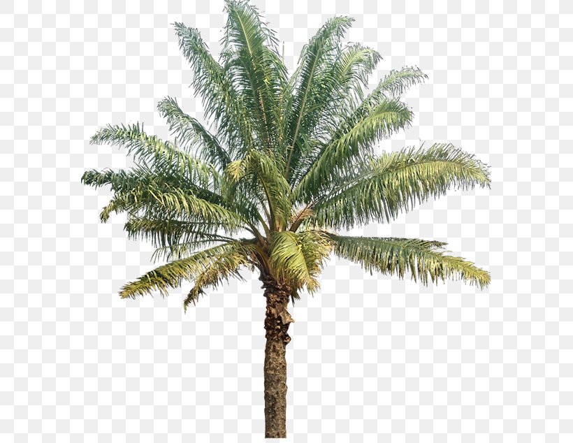 Arecaceae Coconut Photography Tree Spruce, PNG, 587x634px, Arecaceae, Arecales, Attalea Speciosa, Coconut, Date Palm Download Free