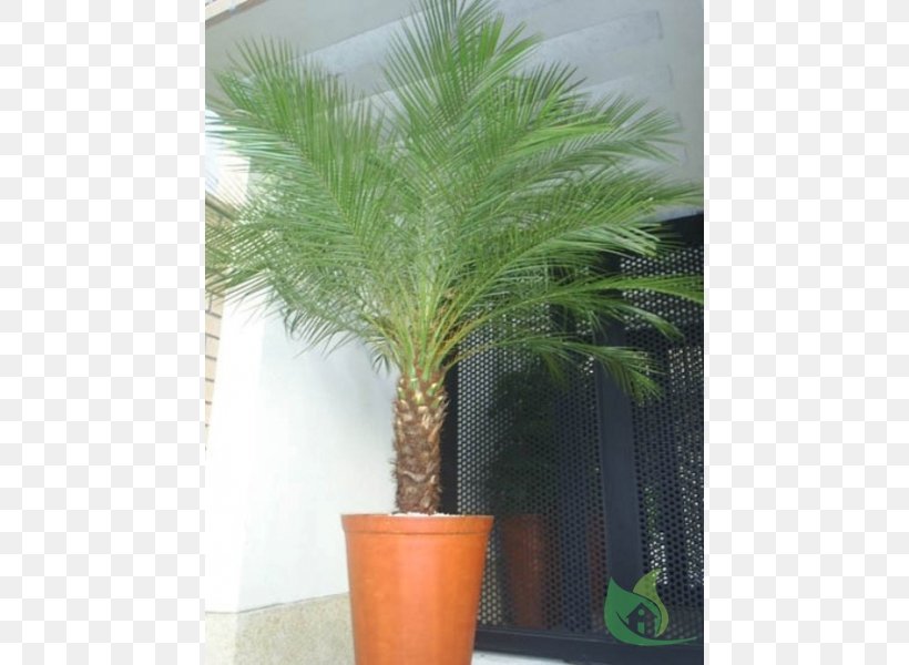Pygmy Date Palm Arecaceae Garden Plant, PNG, 600x600px, Date Palm, Arecaceae, Arecales, Bismarckia, Date Palms Download Free