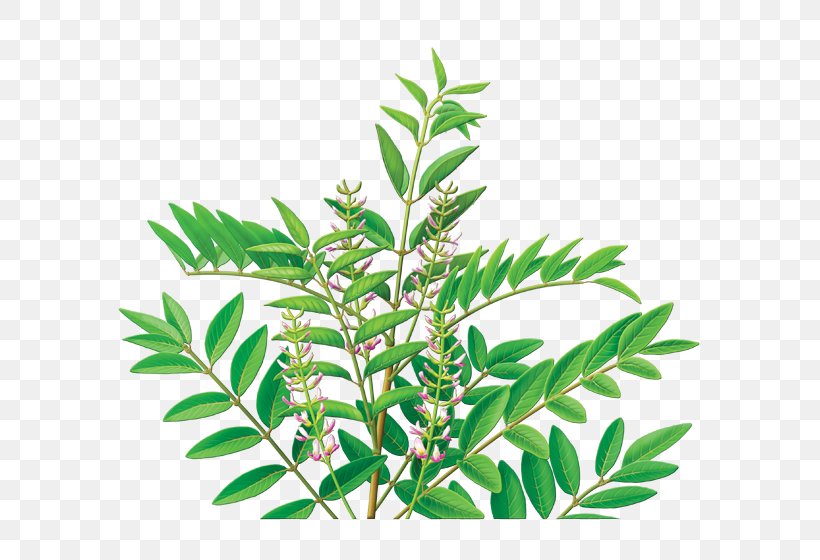 Tea Organic Food Liquorice Extract Herb, PNG, 600x560px, Tea, Branch, Curry Tree, Eating, Extract Download Free
