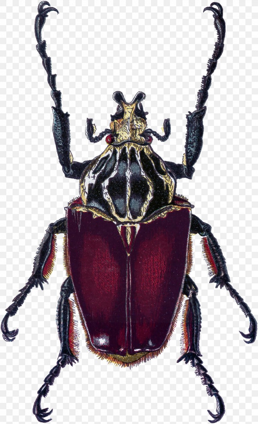 Japanese Rhinoceros Beetle Weevil Dung Beetle Illustration, PNG, 1460x2400px, Japanese Rhinoceros Beetle, Arthropod, Beetle, Biological Illustration, Biology Download Free