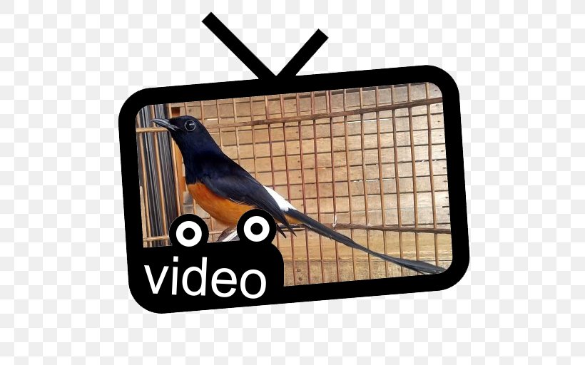 Bird White-rumped Shama Magpie-robins YouTube Beak, PNG, 512x512px, Bird, Beak, Bird Egg, Cage, Egg Download Free