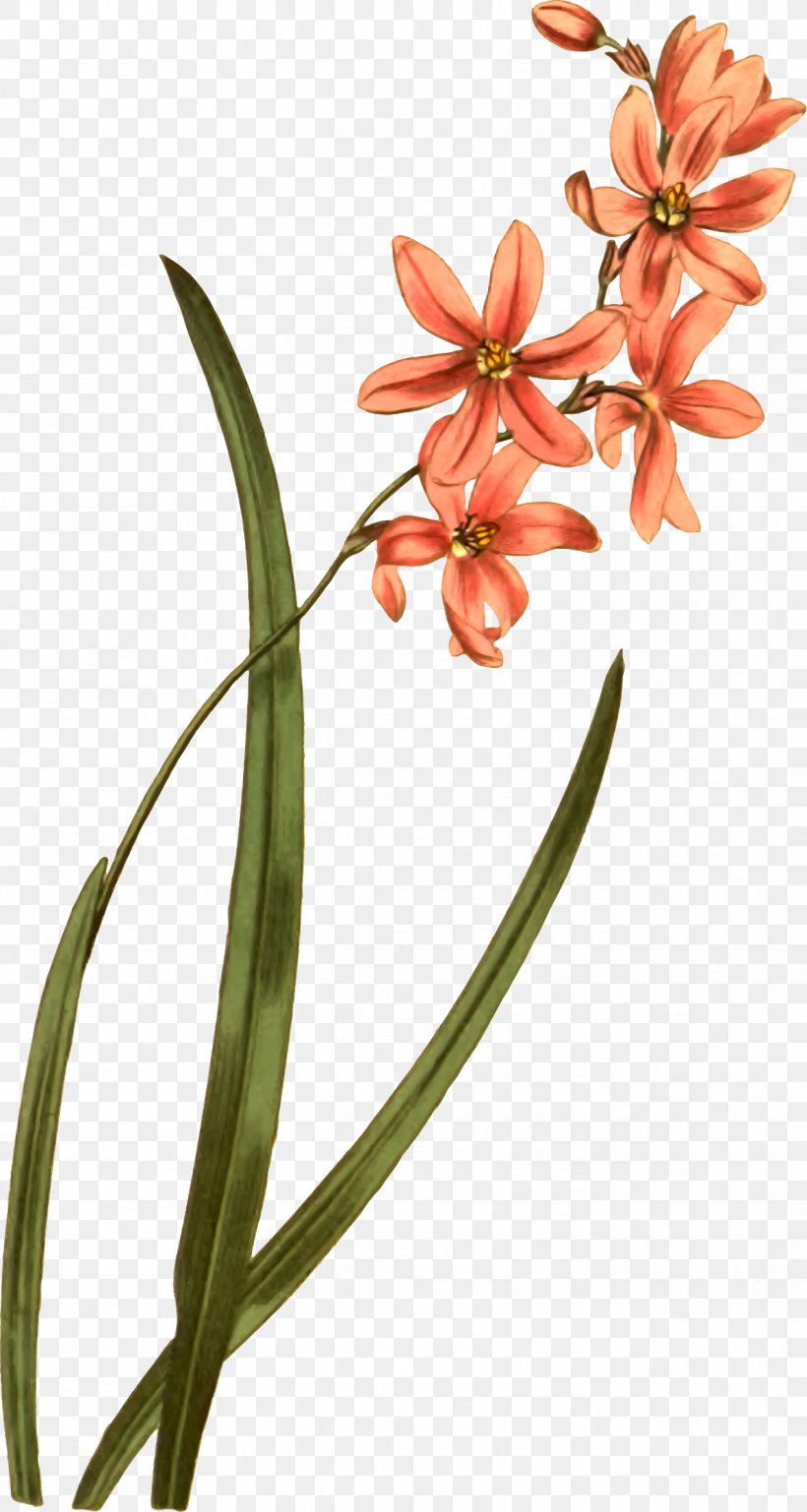 Flower Plant Clip Art, PNG, 1268x2377px, Flower, Cut Flowers, Drawing, Flora, Floral Design Download Free