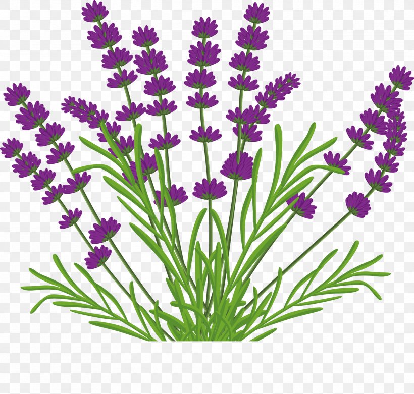 Kuyucak Kxf6yxfc Lavender Flower Lamiaceae, PNG, 1871x1784px, Lavender, Cut Flowers, Dandelion, English Lavender, Flower Download Free