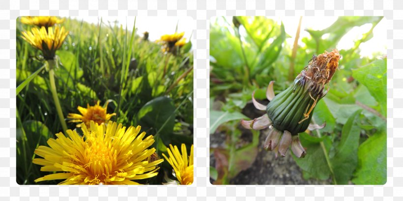 Wildflower Pollinator Insect Information, PNG, 1600x800px, Flower, Bee, Common Daisy, Dandelion, Dragonfly Download Free