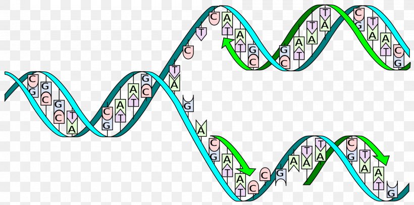 DNA Replication DNA Polymerase Adenine, PNG, 2000x992px, Dna Replication, Adenine, Area, Base Pair, Body Jewelry Download Free