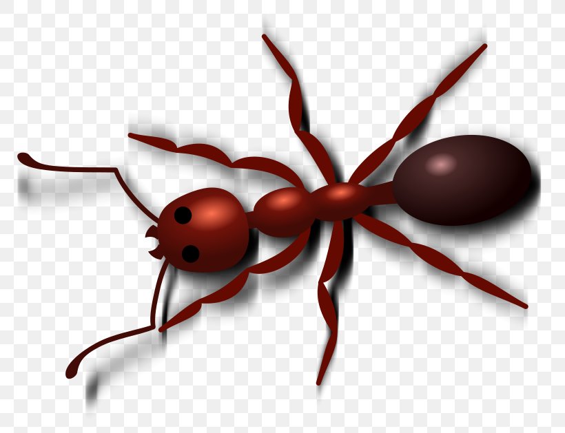 Fire Ant Free Content Clip Art, PNG, 800x629px, Ant, Animation, Arthropod, Black Garden Ant, Fire Ant Download Free
