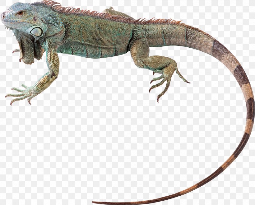 Green Iguana Lizard Reptile Chameleons Chuckwalla, PNG, 2404x1931px, Green Iguana, Agamidae, Animal Figure, Bearded Dragons, Chameleons Download Free