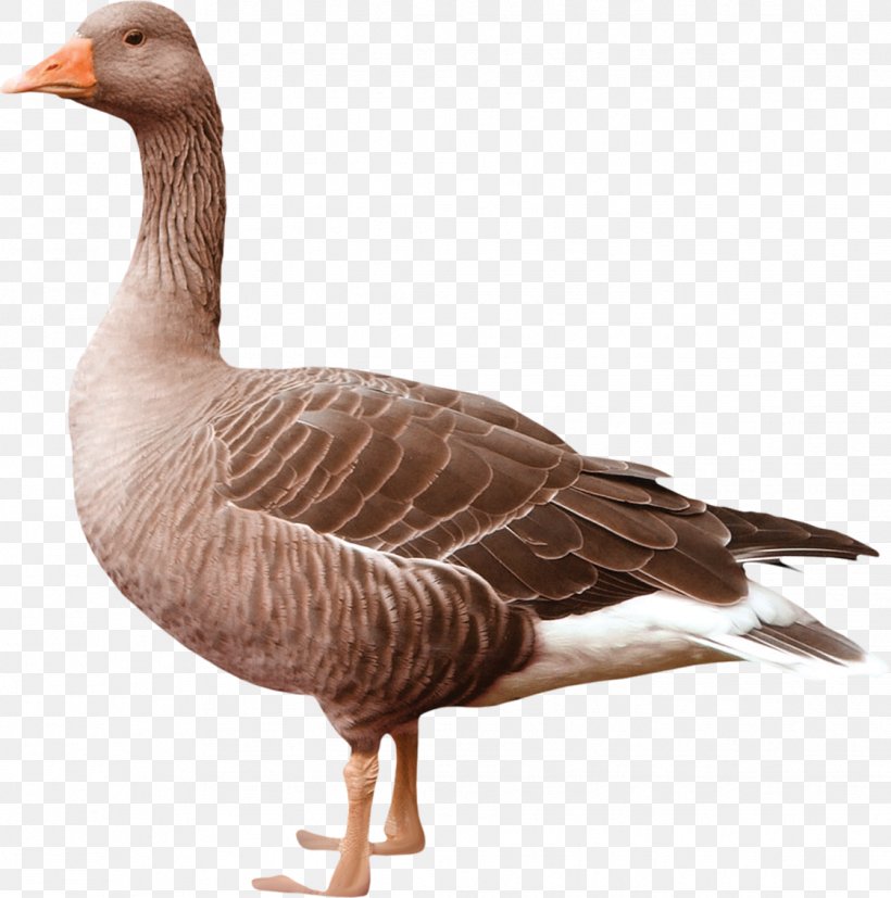 Greylag Goose Duck Bird Breed, PNG, 1121x1131px, Greylag Goose, Anser, Beak, Bird, Bird Nest Download Free