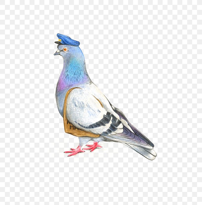 Homing Pigeon Columbidae Drawing Watercolor Painting Illustration, PNG, 564x833px, Homing Pigeon, Art, Beak, Bird, Colored Pencil Download Free