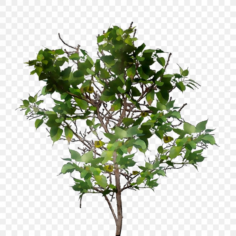 Tree Clip Art Image Transparency, PNG, 1269x1269px, Tree, Branch, Common Ivy, Flower, Flowering Plant Download Free