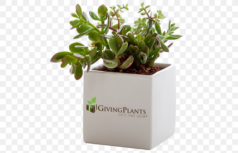 Houseplant Gift Flowerpot Succulent Plant, PNG, 490x528px, Houseplant, Business, Cape Jasmine, Ficus Maclellandii, Fig Trees Download Free