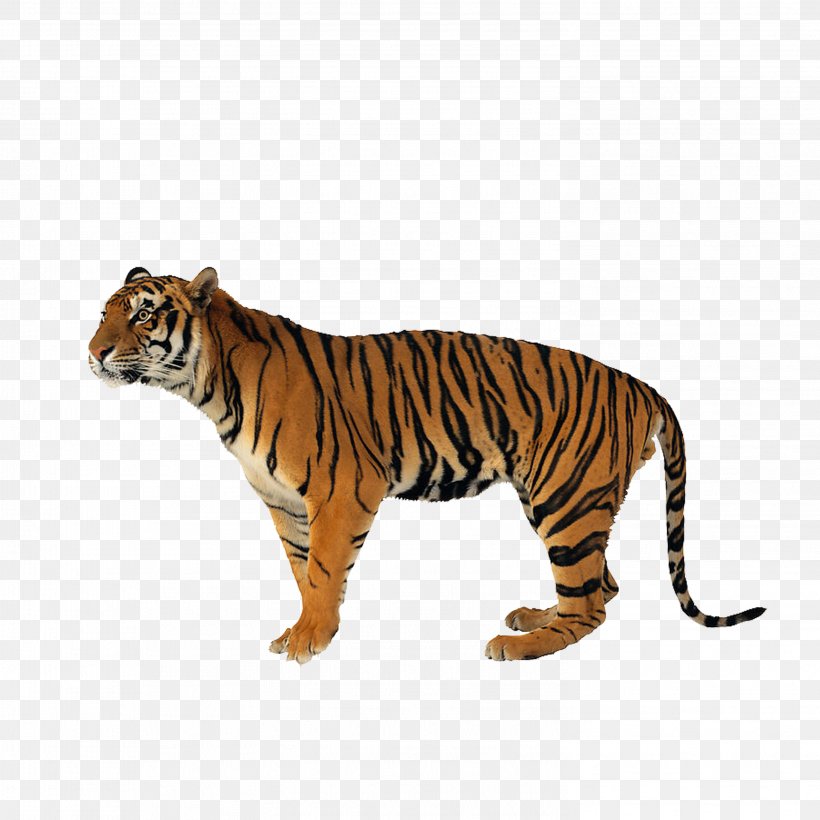 Lion Jaguar Never Scratch A Tiger With A Short Stick Siberian Tiger Bengal Tiger, PNG, 2953x2953px, Lion, Bengal Tiger, Big Cats, Carnivoran, Cat Like Mammal Download Free